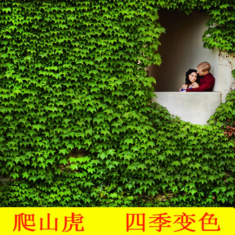 爬山虎爬藤植物四季三叶红色爬山虎苗盆栽室内户外攀援五叶爬墙虎