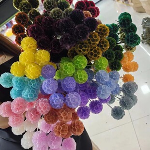 永生风车果松虫果云南干花永生花婚礼材料真花松虫果干花不凋谢