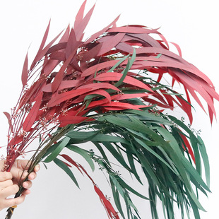 小米果叶干花尤加利叶桉树叶天然干的永生花柳叶尖叶真花材料花材