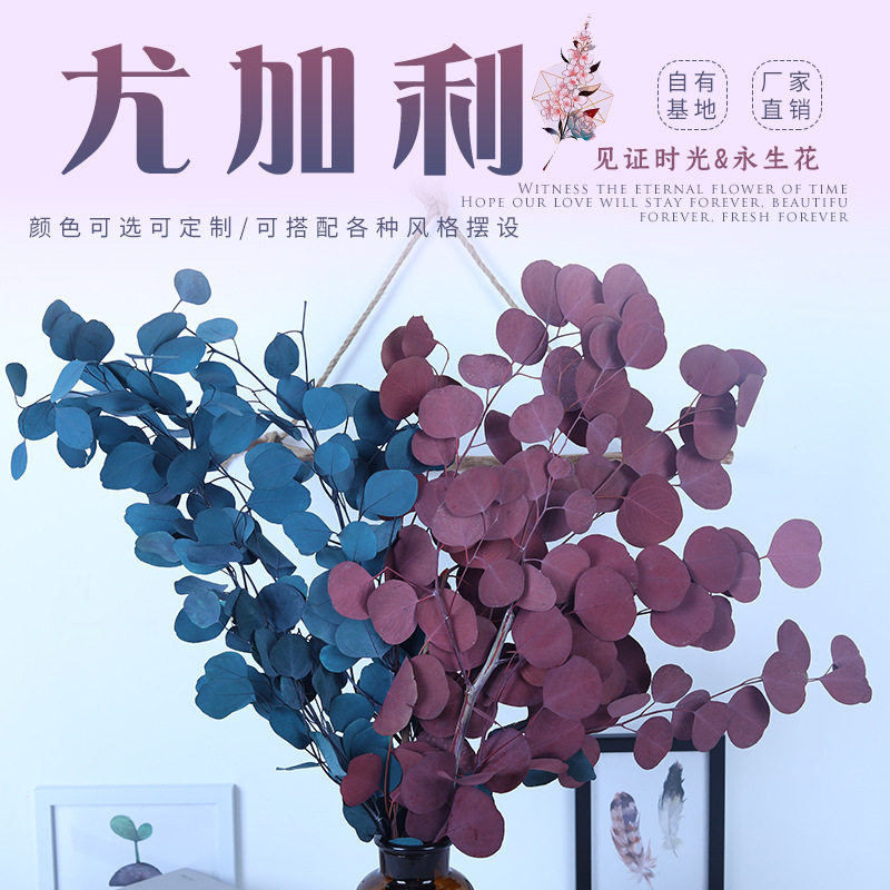 北欧风圆叶尤加利 云南永生保鲜花束室内h装饰绿植苹果叶干花