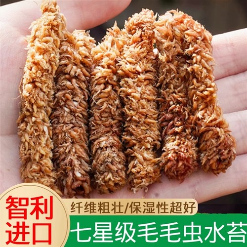 兰花植料智利毛毛虫水苔进口水苔