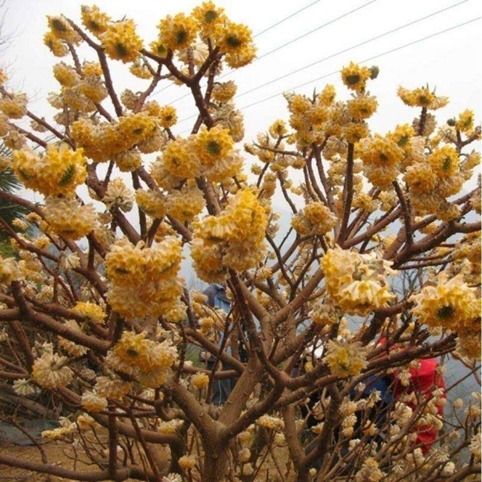 梦花树苗结香花苗庭院花卉黄瑞香盆栽打结花树梦冬花喜花耐寒北方