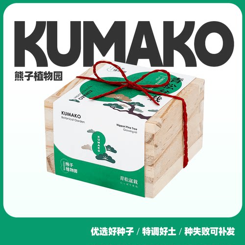 熊子植物园日式放轻松木盒自种组合盆栽青松植树节情绪稳定植物