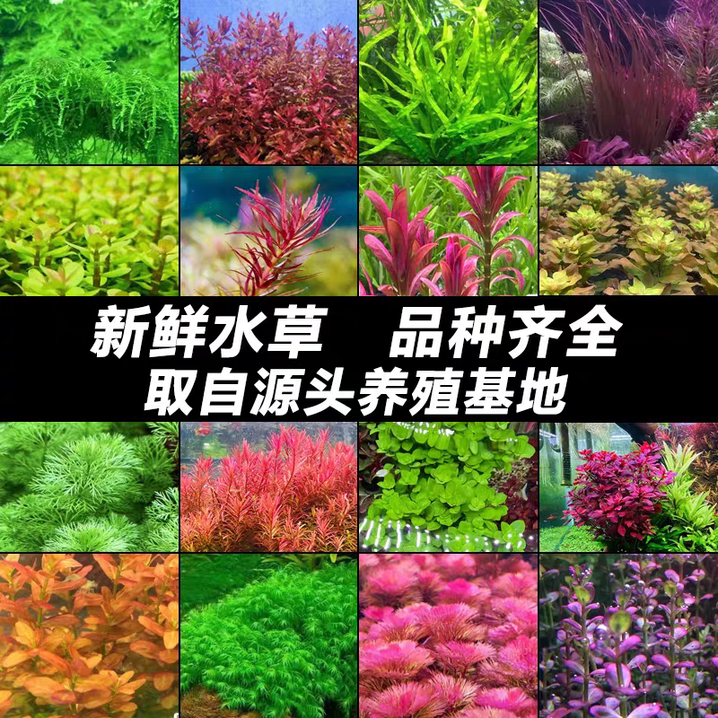 中后景水草有茎鱼缸造景阴性增氧活体植物易养活沉木莫斯淡水包邮