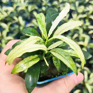 花叶瓦里斯水榕水草沉木植物真草造景阴性养鱼淡水鱼缸绿植懒人新