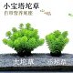 小宝塔水草懒人坨草阴性新手水草阴性淡水造景新手鲜活植物增氧