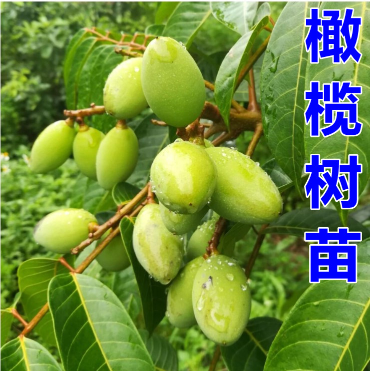 檀香橄榄嫁接苗 青橄榄嫁接苗 盆栽果树 南北种植带土带叶子发货