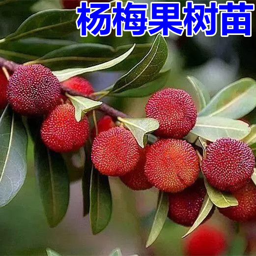 杨梅苗 东魁杨梅嫁接树苗木 超大杨梅 南北方品种 盆栽果树 软丝
