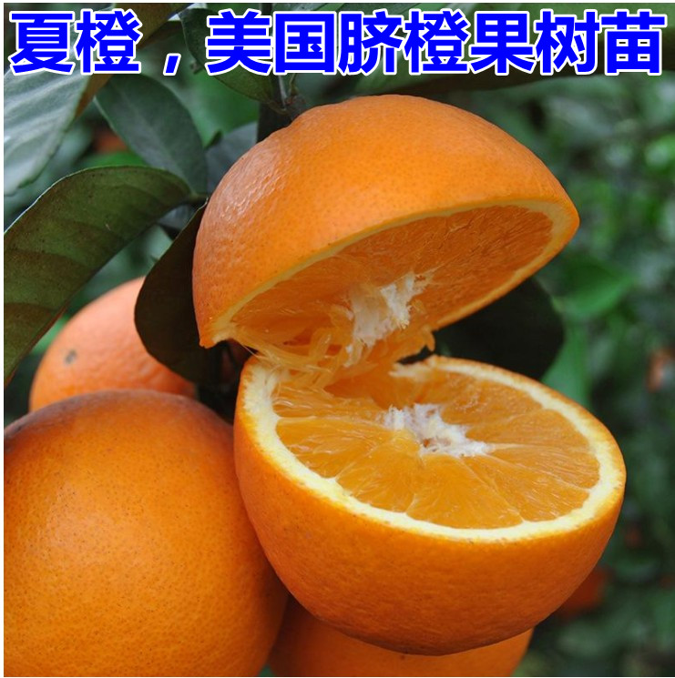 美国脐橙庭院南北方种植嫁接苗