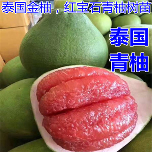 泰国青柚苗 泰国红宝石青皮柚 白肉泰国金柚苗红肉新品种果树苗