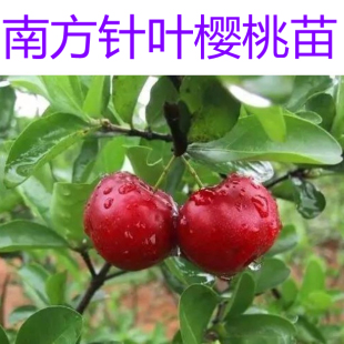 结果 西印度樱桃苗 巴西针叶樱桃苗 南方樱桃果树苗 盆栽果树四季
