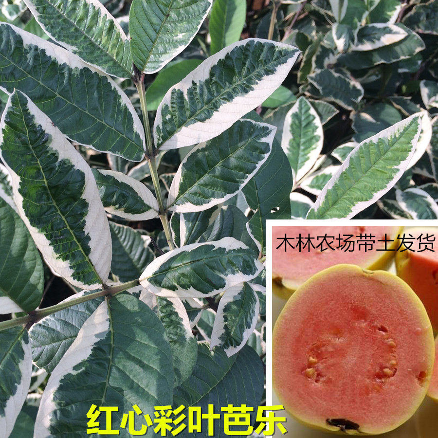 台湾花叶红肉嫁接苗 金钱红肉芭乐嫁接苗 二年苗盆栽 当年挂果可