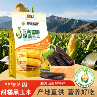山西忻州特产非转基因五寨甜糯玉米代餐杂粮糯玉米棒玉米段早餐