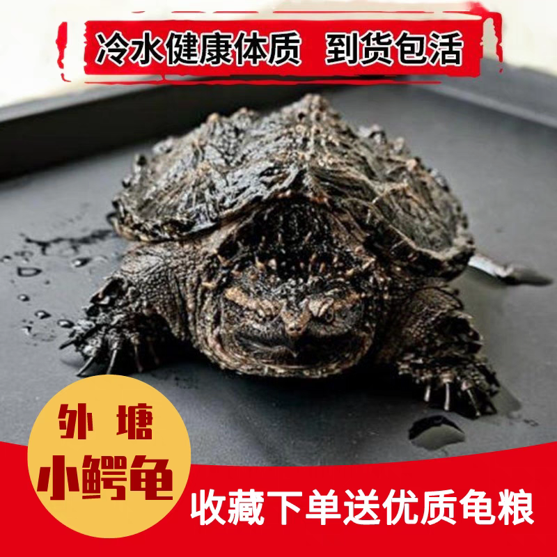 北美小鳄龟苗活体宠物龟观赏龟杂佛食肉龟水龟外塘纯佛爆刺小乌龟