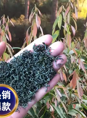 木姜叶柯多穗石柯玉叶石柯明前嫩甜茶叶高山野茶三非降优茶压脂糖