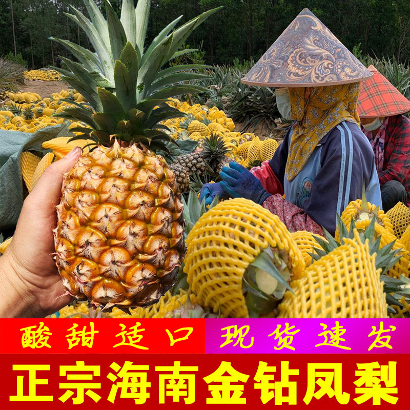 海南金钻凤梨新鲜水果9斤当季手撕凤梨无眼香水大果菠萝整箱包邮