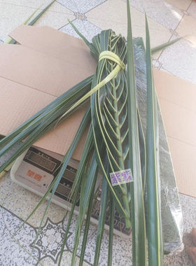 不能用      真叶子 椰子叶整扇叶尾叶 新鲜树叶整片 叶芯