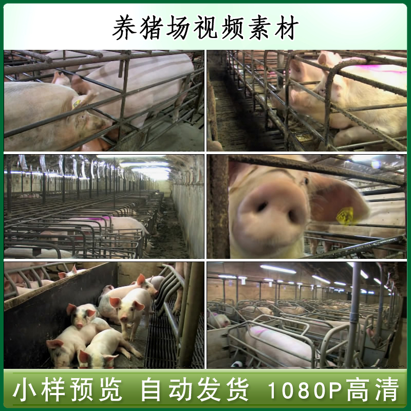 养猪场形象片高清视频食品农场养殖业农业高清实拍视频素材
