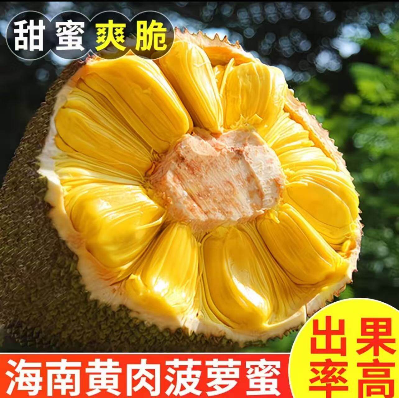 【现摘现发】海南黄肉菠萝蜜整个当季新鲜大果热带肉干包邮特惠