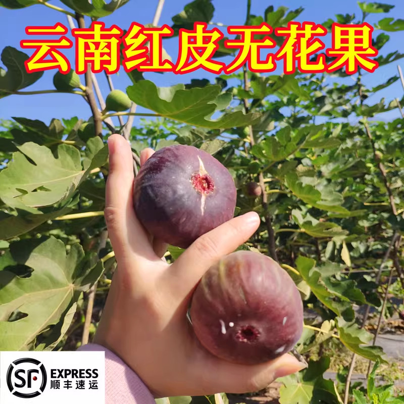顺丰云南红皮无花果精选新鲜现摘应当季新鲜水果软糯香甜孕妇水果