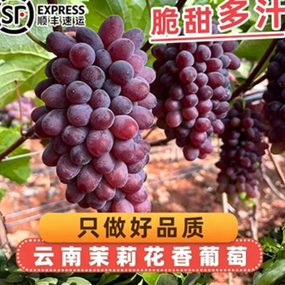 【顺丰】现摘现发云南茉莉香葡萄新鲜水果当季脆甜无籽葡萄红提子