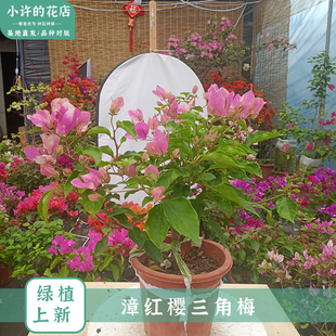 【漳红樱】三角梅百变花蝴蝶兰四季庭院种植勤花【小许的花店】