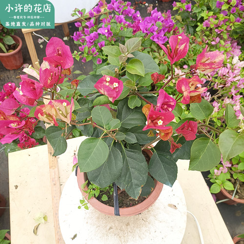 三角梅一物一拍直播间用链接1