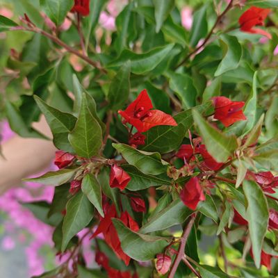 【热火桑巴三角梅】带花盆栽爬藤四季开花阳台植物