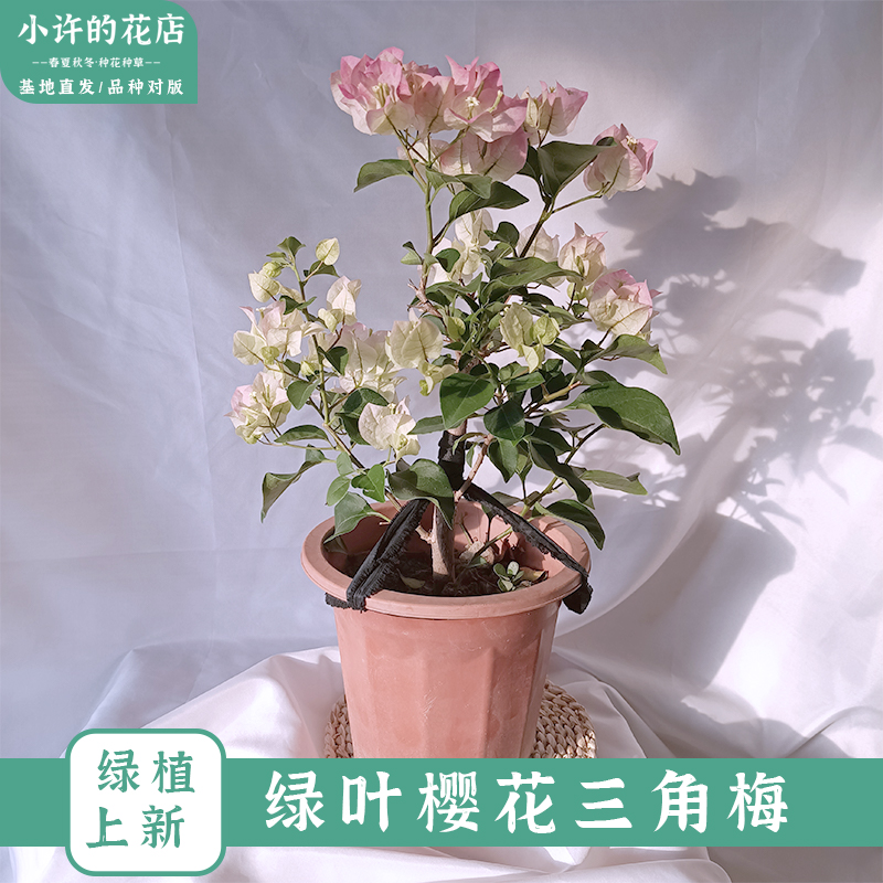 绿叶樱花三角梅四季勤花阳台盆栽