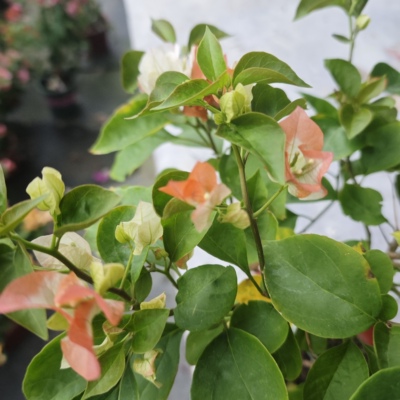 抹茶阿达那三角梅多品种暗斑丽人马斯新品勤花三角梅新手好养阳台