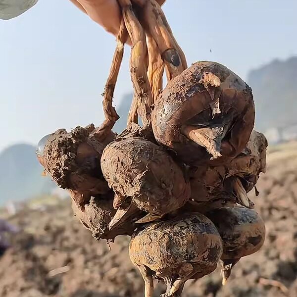 桂林四塘正宗马蹄土特产【带泥发货优质特大果】新鲜包邮