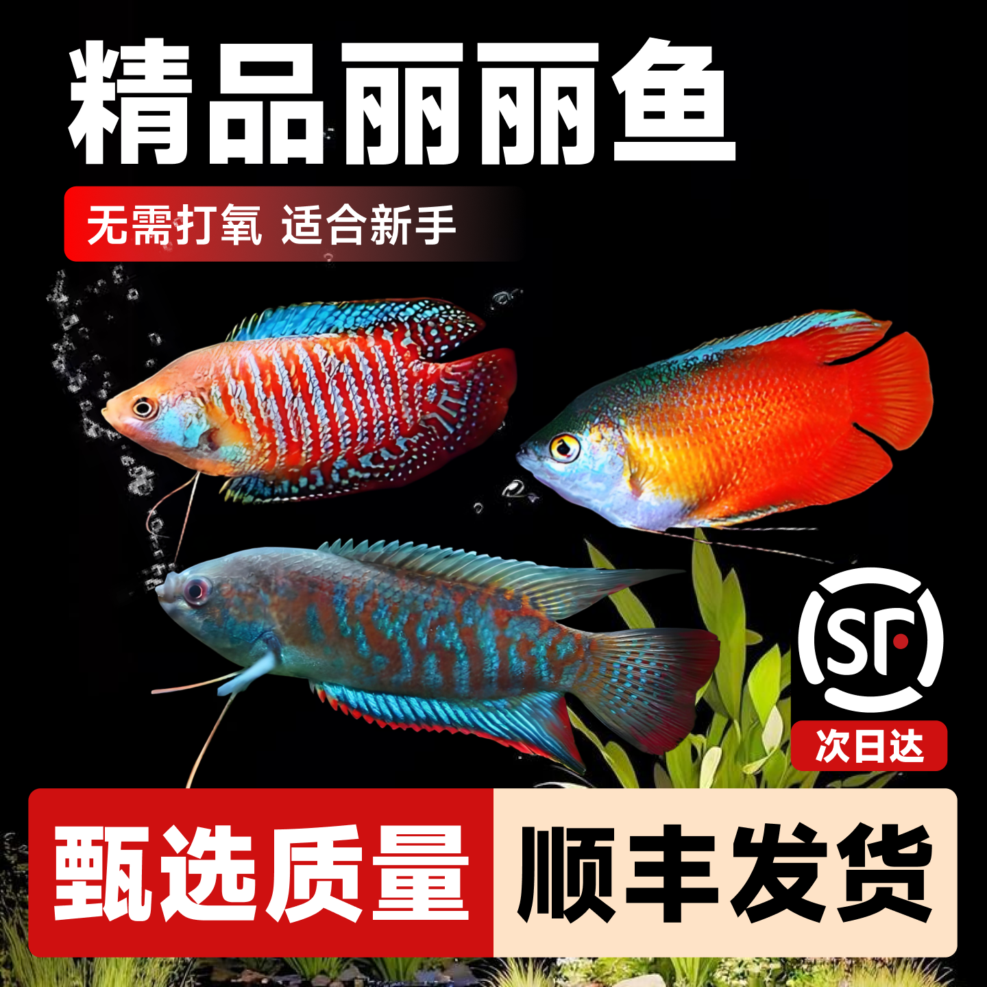 曼龙鱼热带观赏鱼黄曼龙蓝曼龙五彩血丽丽珍珠马甲球小型淡水活鱼