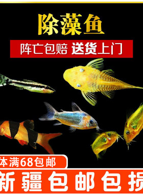 除藻鼠鱼清洁工鱼咖啡鼠黄金胡子