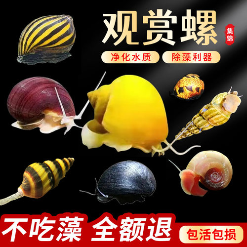 除藻斑马黄金螺清洁观赏螺蜗牛