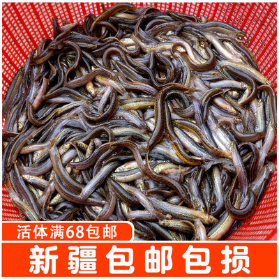 泥鳅苗小泥鳅活体饵料龙鱼鱼饲料