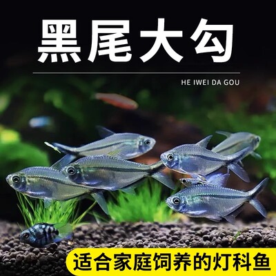 黑尾大勾群游鱼草缸小型热带鱼