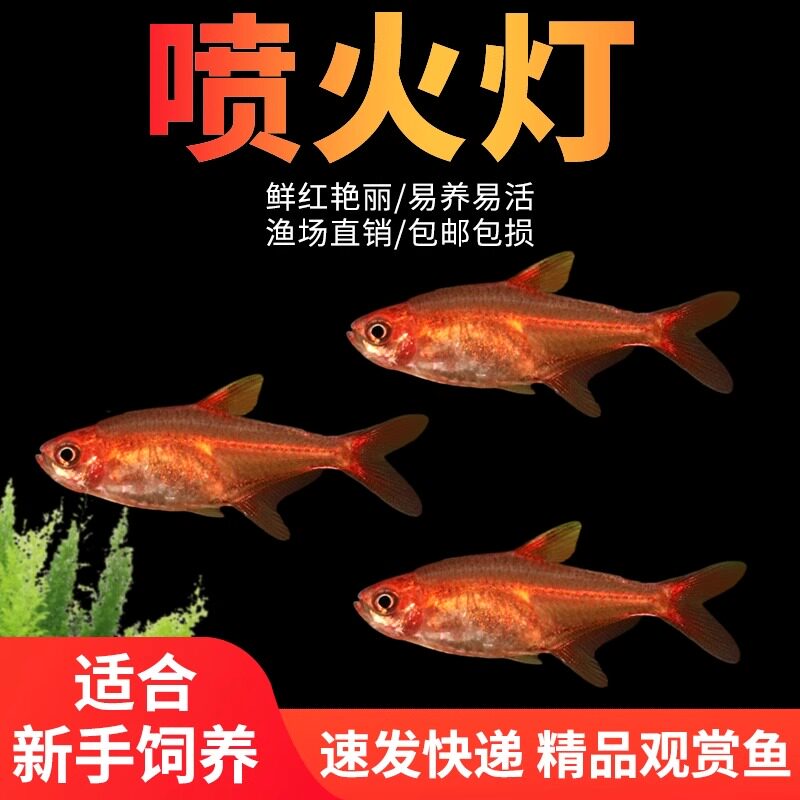 喷火灯鱼热带观赏鱼淡水草缸鱼群