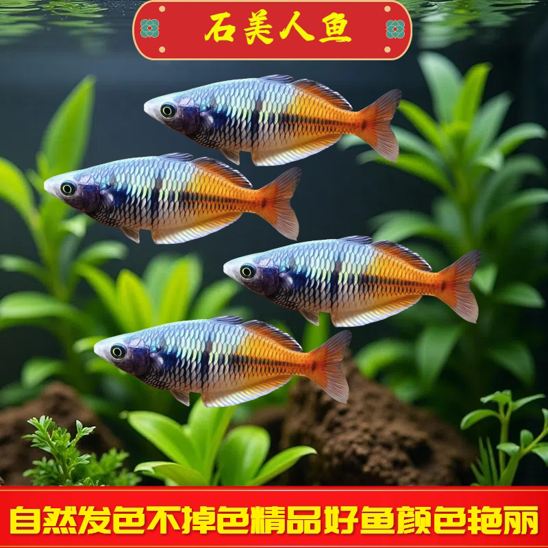 石美人观赏鱼小型活体鱼