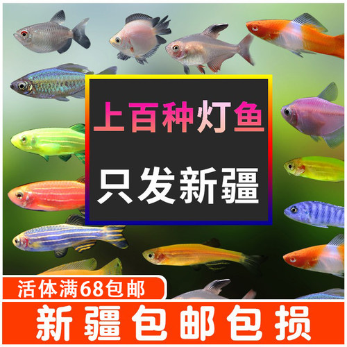 热带观赏鱼小型鱼灯科鱼红绿灯