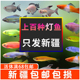 热带观赏鱼小型鱼好养宝莲灯斑马淡水金鱼清洁工孔雀鱼红绿灯科鱼