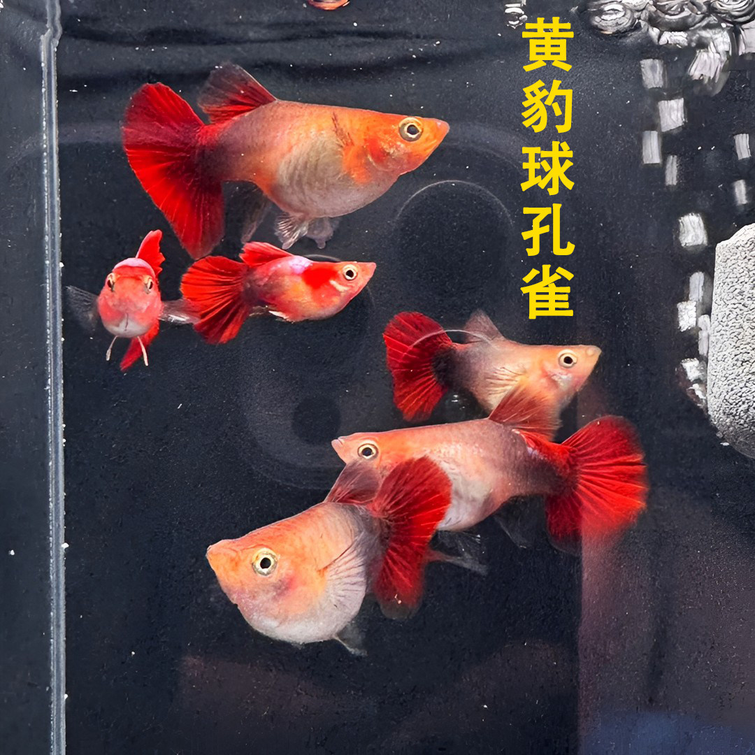 热带观赏鱼黄豹球孔雀鱼家养新手好养耐活可繁殖凤尾鱼小型精品鱼