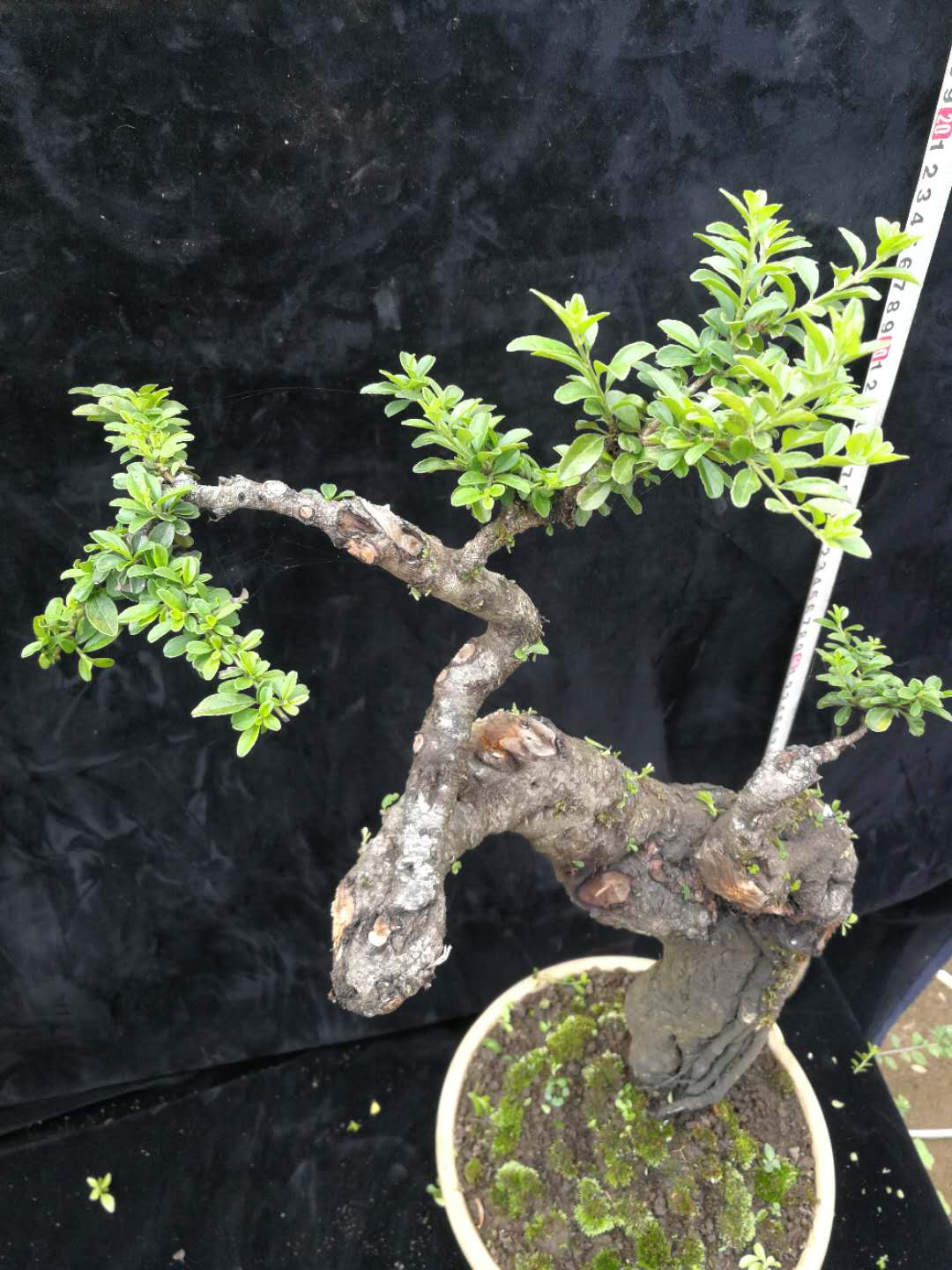 铁马鞭盆景带盆包邮