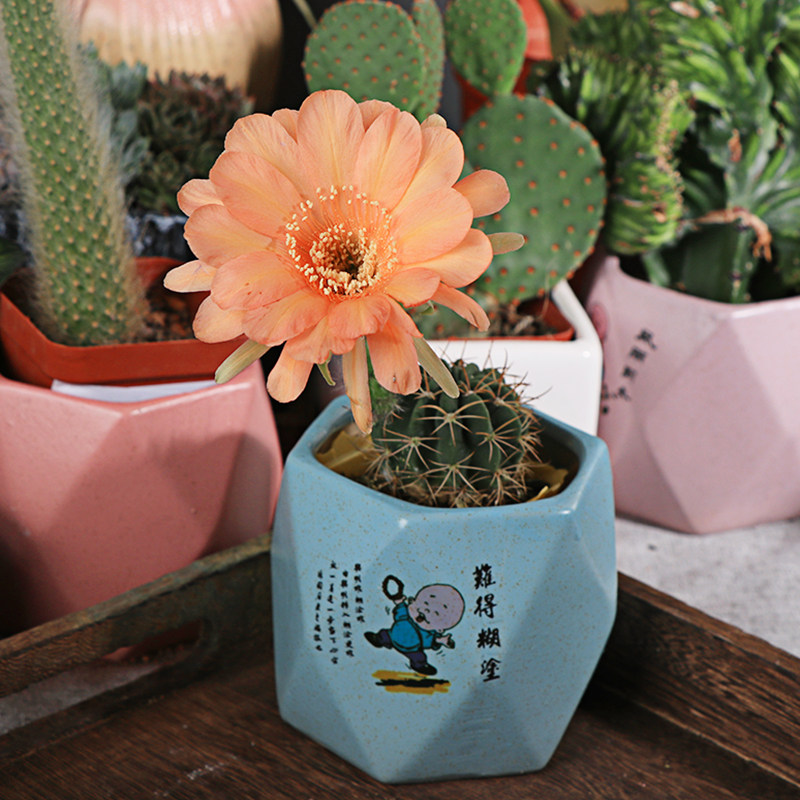 仙人球仙人掌类防辐射开花小盆栽 11 价格 多少钱 优惠券 优惠信息 第12页 购物没得比官网