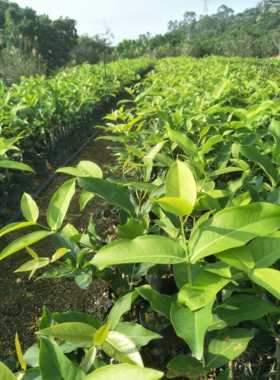 【万春优特】黑糖芭比蜜风铃大叶红黑金刚绿钻 台农3号