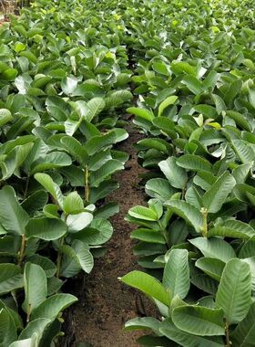 《万春优特》粉红蜜绿钻珍珠红宝石帝王翠玉四季胭脂红珍翠芭乐