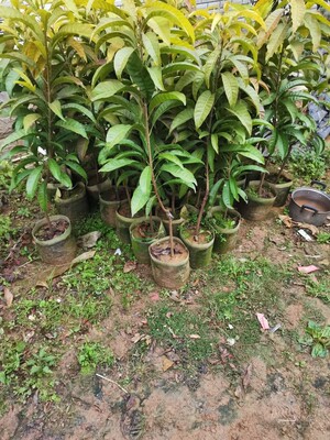 耀堂仙桃嫁接苗美植袋苗原袋发货带土带叶子