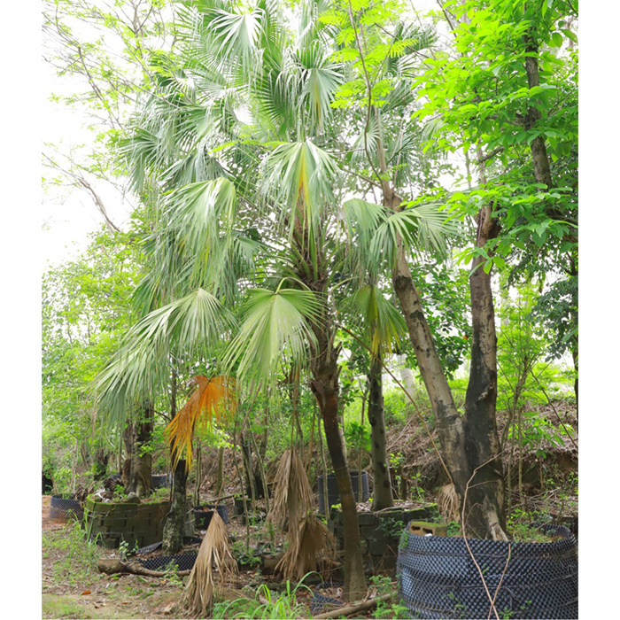 深圳同城高杆蒲葵扇叶葵绿化工程乔木苗木绿植盆栽室内办公室
