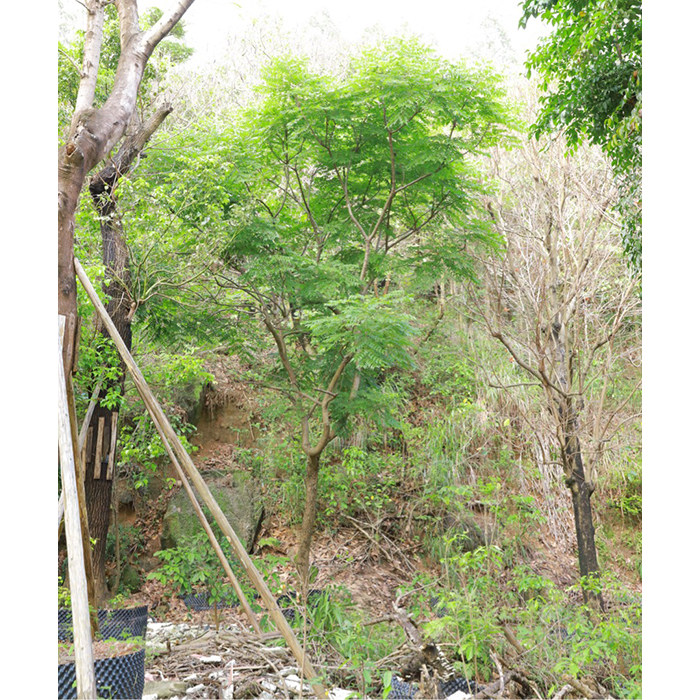 深圳同城台湾栾树国庆花树绿化工程乔木苗木绿植盆栽灌木