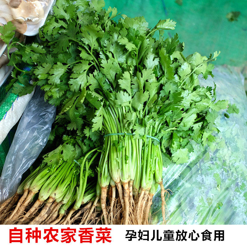 小香农家蔬自种熏酱半斤它组合藜蒿蔬有机折耳根蒿泥新鲜茴香菜