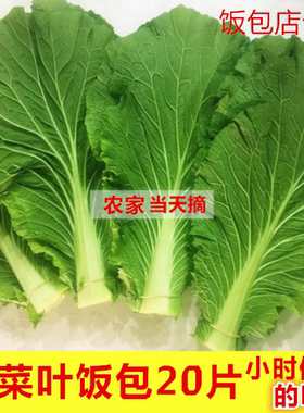 白菜叶子辽宁一份20片包邮新鲜大白菜叶子打饭包菜叶东北熏酱蔬菜